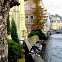 фото из отзыва ID 889133