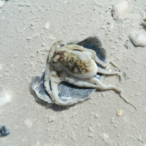 фото из отзыва ID 889182