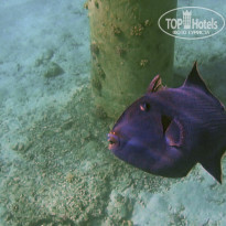 фото из отзыва ID 889936