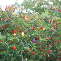 фото из отзыва ID 890518