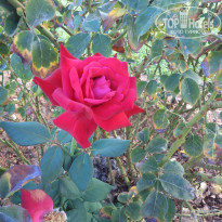 фото из отзыва ID 890518