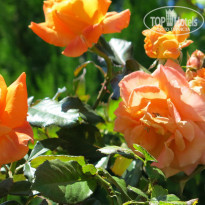 фото из отзыва ID 890870
