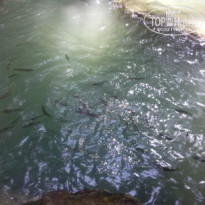 фото из отзыва ID 891277