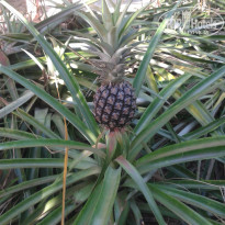 фото из отзыва ID 891442