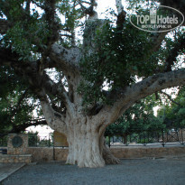 фото из отзыва ID 891718