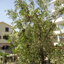 фото из отзыва ID 893301