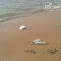 фото из отзыва ID 893978