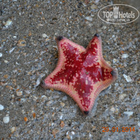 фото из отзыва ID 894291