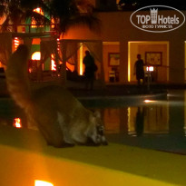 фото из отзыва ID 894656