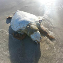 фото из отзыва ID 895018