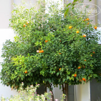 фото из отзыва ID 895231