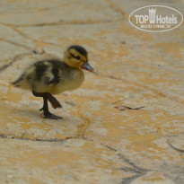 фото из отзыва ID 897966