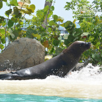 фото из отзыва ID 897966