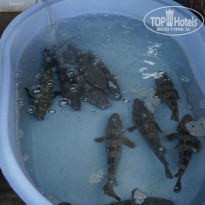 фото из отзыва ID 901142