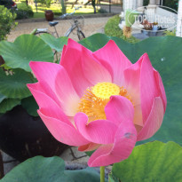 фото из отзыва ID 901332