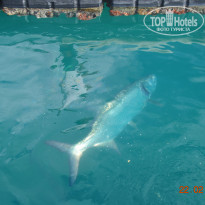 фото из отзыва ID 901596