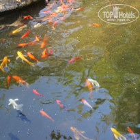 фото из отзыва ID 905232