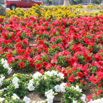 фото из отзыва ID 906066