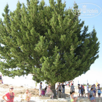 фото из отзыва ID 907155