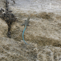 фото из отзыва ID 907155