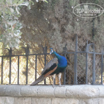 фото из отзыва ID 907155