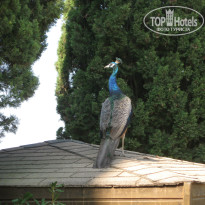 фото из отзыва ID 907155