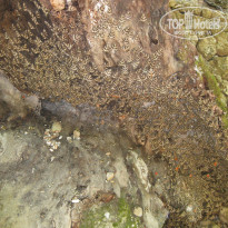 фото из отзыва ID 907155