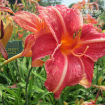 фото из отзыва ID 907613