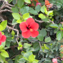 фото из отзыва ID 907656
