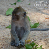 фото из отзыва ID 907979