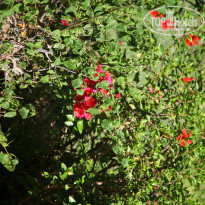 фото из отзыва ID 908032