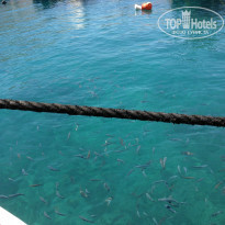 фото из отзыва ID 908264