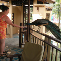 фото из отзыва ID 908517