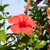 фото из отзыва ID 908709