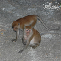 фото из отзыва ID 908871