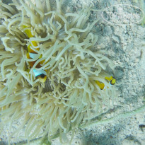 фото из отзыва ID 909372