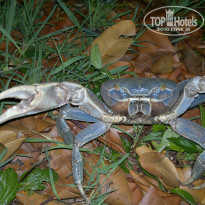 фото из отзыва ID 909380