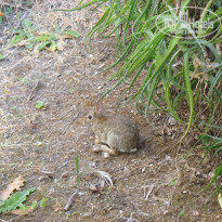 фото из отзыва ID 909415