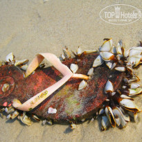 фото из отзыва ID 910664