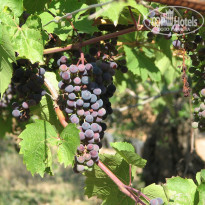 фото из отзыва ID 910062