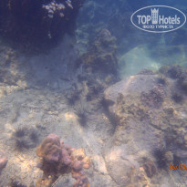 фото из отзыва ID 911367