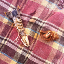 фото из отзыва ID 911655