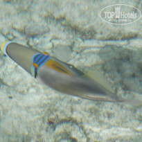 фото из отзыва ID 912485