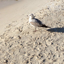 фото из отзыва ID 912938