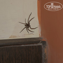 фото из отзыва ID 912959