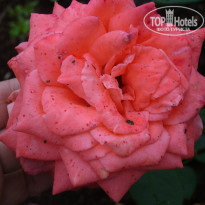 фото из отзыва ID 913048