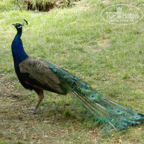 фото из отзыва ID 913474