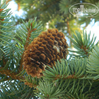 фото из отзыва ID 913474