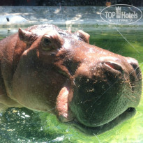 фото из отзыва ID 913723