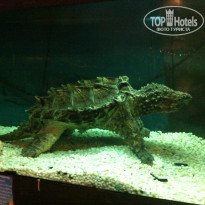 фото из отзыва ID 913723